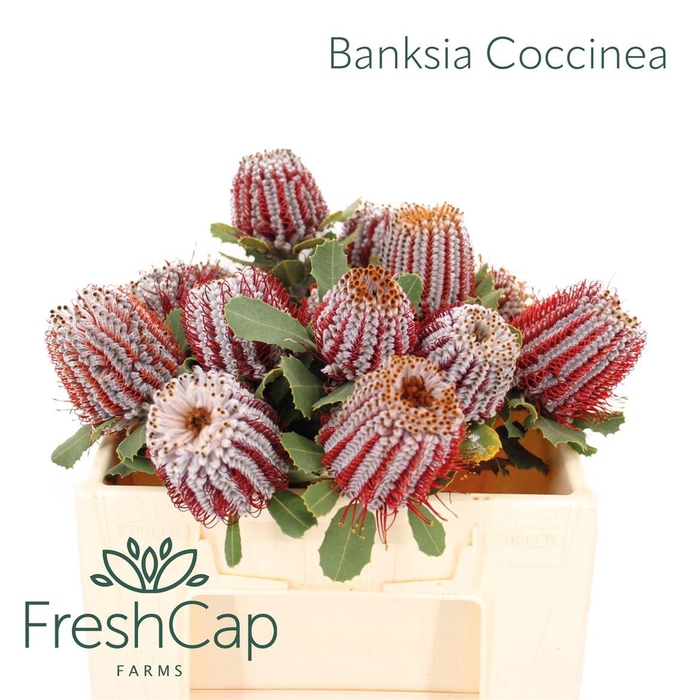 <h4>Banksia Coccinea</h4>