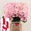 Hydrangea verena