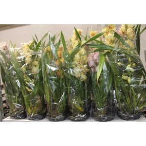 CYMBIDIUM 4+ HASTES P18 MIN 4 HA POR RECIPIENTE