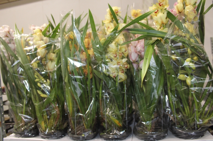 <h4>CYMBIDIUM 4+ HASTES P18 MIN 4 HA POR RECIPIENTE</h4>
