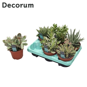 Succulenten Mix (6spc.) (decorum) Decorum+Steker