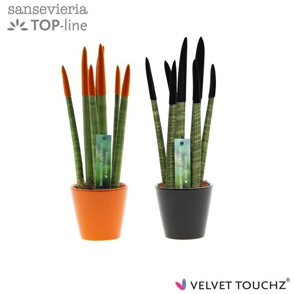<h4>Sansevieria cylindrica overig</h4>