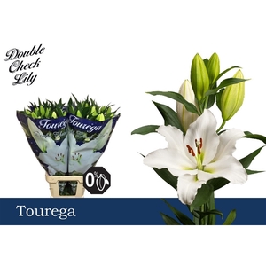 Li Or Tourega 4+