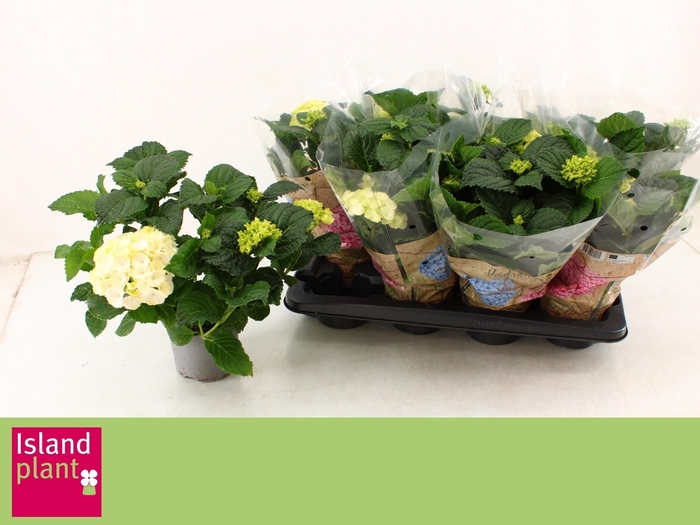 <h4>HYDR M SCHNEEBALL</h4>