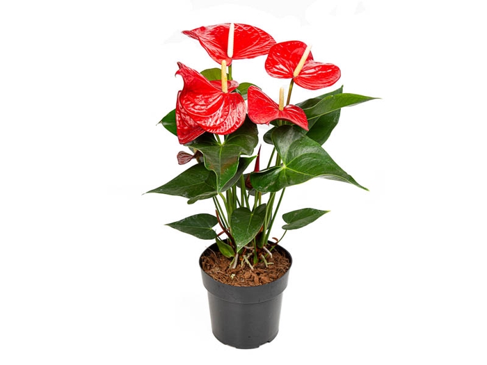 ANTHURIUM MINNESOTA P17 PREMIUM
