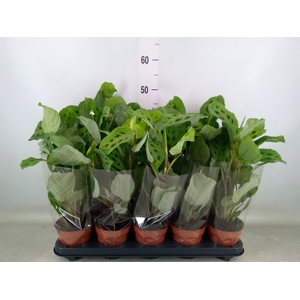 Maranta leuc. 'Kerchoveana'