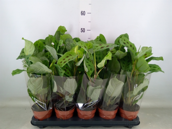 <h4>Maranta leuc. 'Kerchoveana'</h4>