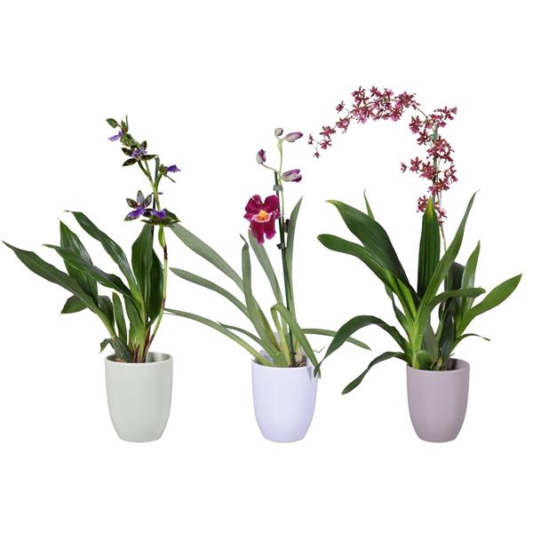 <h4>Spring mix 1 tak met groen, wit en taupe keramiek</h4>