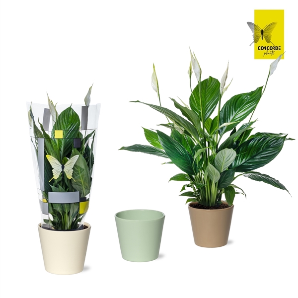 <h4>Spathiphyllum Pico Cupido in Amanda keramieke pot</h4>