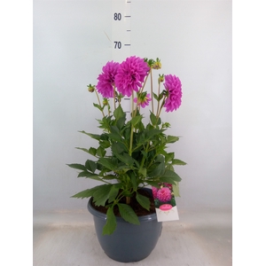 Dahlia  'Dalina Maxi Neon Lilac'