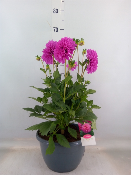 <h4>Dahlia  'Dalina Maxi Neon Lilac'</h4>