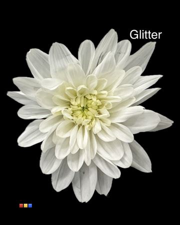 Chr T Baltica White + Glit Bio