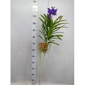 Vanda  hybriden