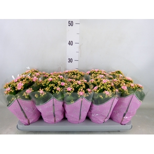 Kalanchoe blos. 'Perfecta Pink'