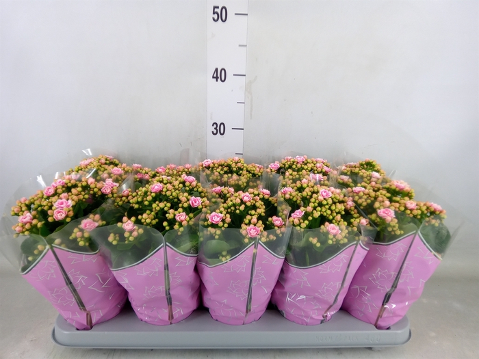 <h4>Kalanchoe blos. 'Perfecta Pink'</h4>