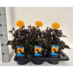 Dahlia  'Gardenetta DL Gold Yellow'