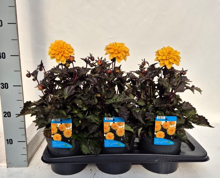 <h4>Dahlia  'Gardenetta DL Gold Yellow'</h4>