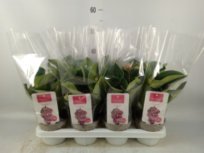 <h4>Medinilla magn. 'Candy'</h4>