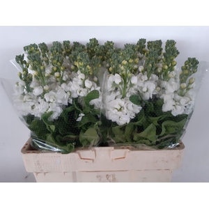 MATTH MATHILDA WHITE