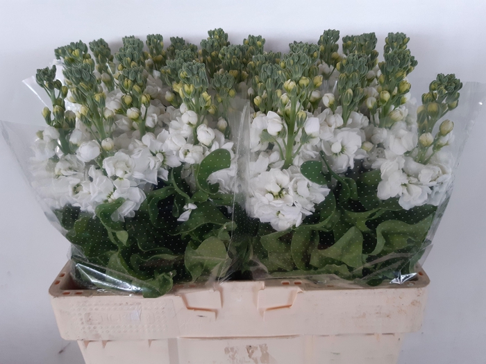 <h4>MATTH MATHILDA WHITE</h4>