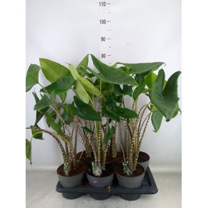 Alocasia zebrina