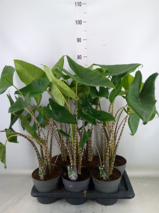 <h4>Alocasia zebrina</h4>