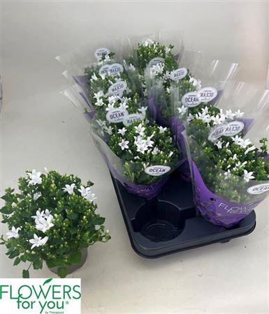 Campanula portenschlagiana Ocean