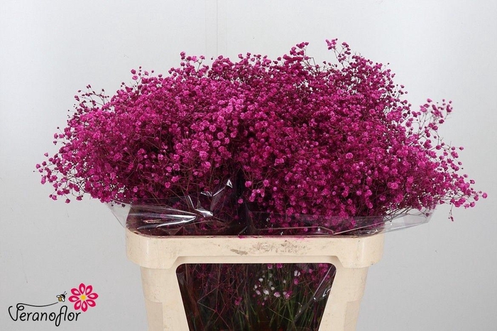 <h4>GYPS KLB H%</h4>