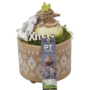 PTACH5827 Arrangement Amaryllis Christmas in keram