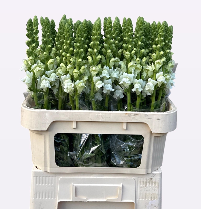 <h4>Antirrhinum Opus Fresh White</h4>