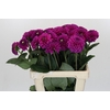 Dahlia Purple Fox