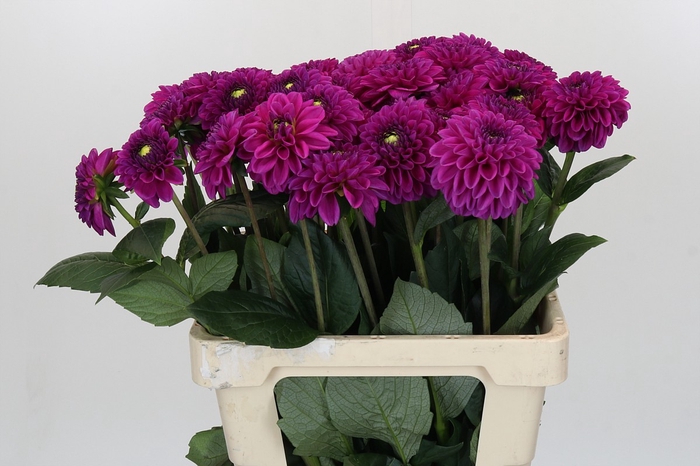 Dahlia Purple Fox