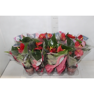 ANTHURIUM VARIADO P12