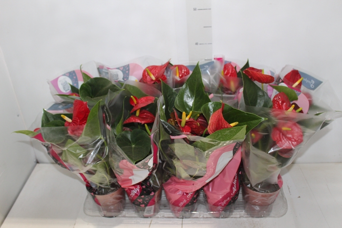 <h4>ANTHURIUM VARIADO P12</h4>