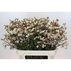 Chamelaucium Moonlight Delight