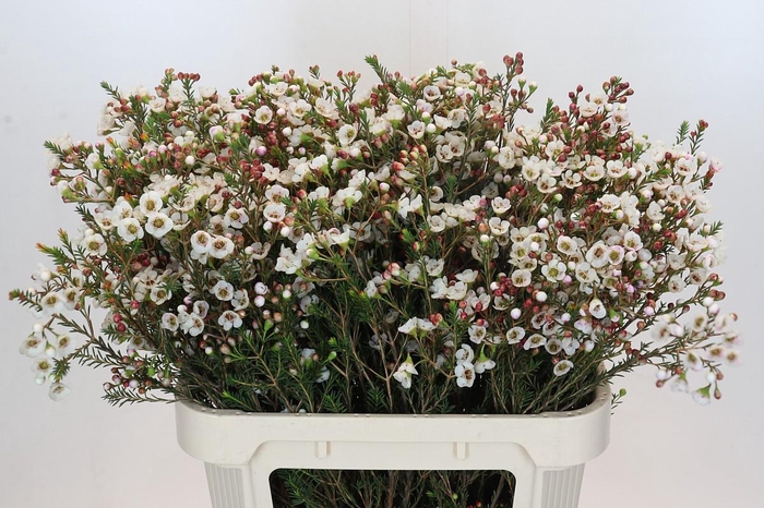 <h4>Chamelaucium Moonlight Delight</h4>