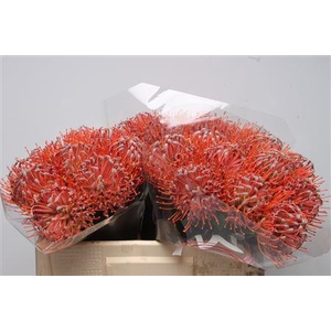 Leuco Scarlet Ribbon