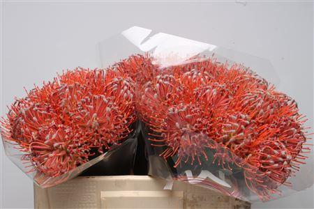 <h4>Leuco Scarlet Ribbon</h4>