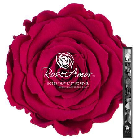 <h4>60cm Stem Pin05</h4>