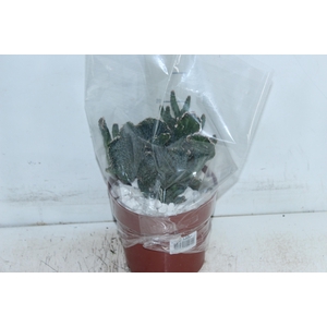 CACTUS PRAECEREUS EUCHLORUS P17