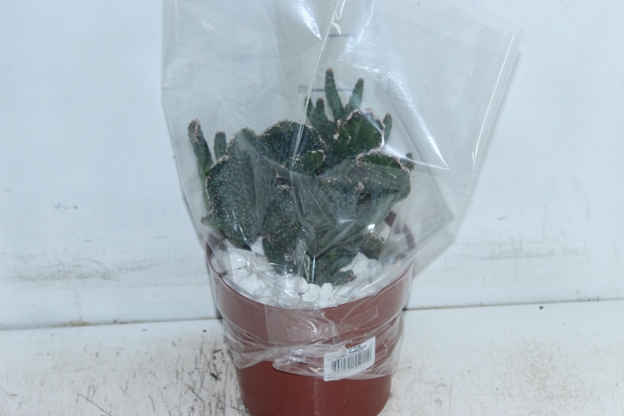 <h4>CACTUS PRAECEREUS EUCHLORUS P17</h4>