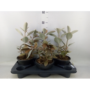Kalanchoe NF orygalis
