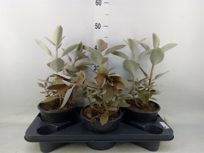 <h4>Kalanchoe NF orygalis</h4>