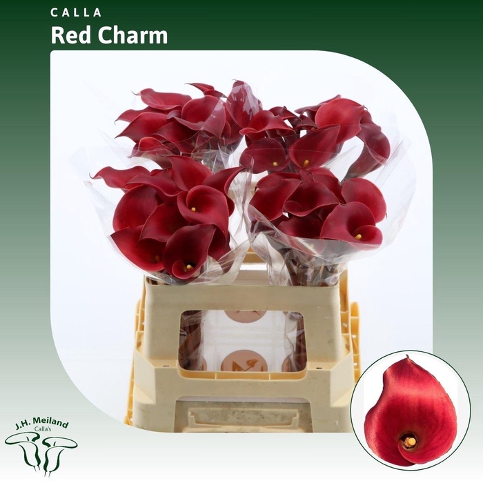<h4>Calla Red Charm</h4>