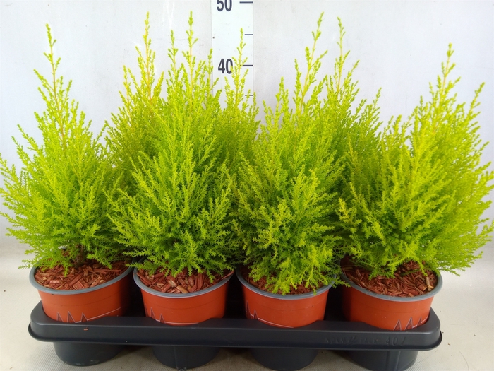 <h4>Cupressus macro. 'Goldcrest Wilma'</h4>