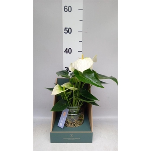 Anthurium  'Karma White'