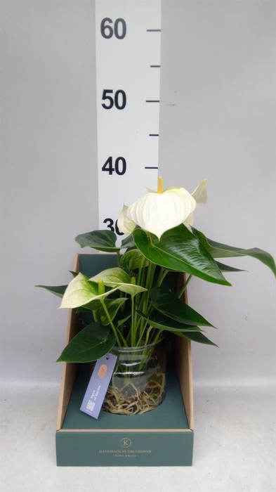 <h4>Anthurium  'Karma White'</h4>