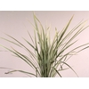 T Grass Variegata
