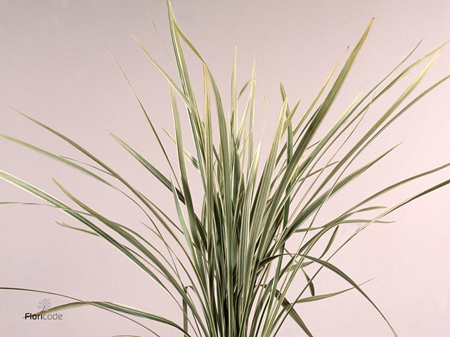 T Grass Variegata