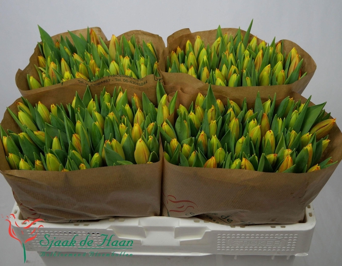 <h4>TU EN DOW JONES</h4>